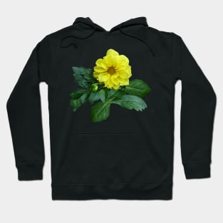 Little Yellow Dahlia Hoodie